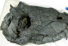 depredador Pampaphoneus biccai Brasil arqueología El animal medía unos tres metros, según los arqueólogos brasileños. Foto: XJuanCisneros