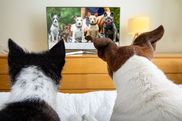 PERROS VIENDO TELEVISIÓN Foto: SHUTERSTOCK
