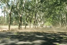 Se esperan fuertes ráfagas de viento para este miércoles. Foto: Santiago Tagua/MDZ