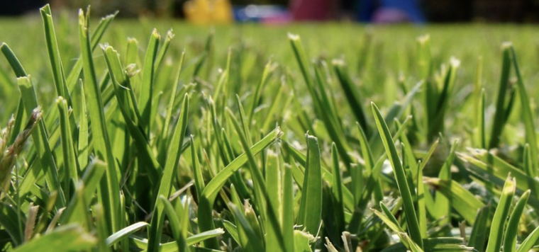 Quitar el pasto amarillento de tu jardín no es imposible si sigues estos pasos Foto: Archivo