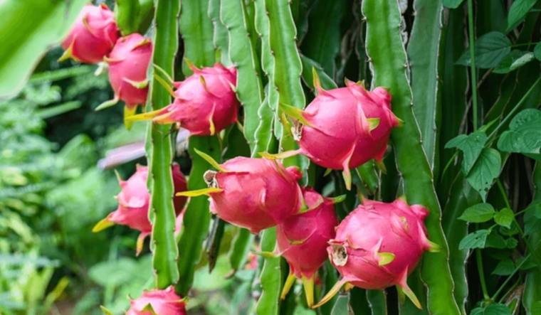 La fruta del dragón es una aliada de nuestra salud por sus increíbles beneficios para combatir varias enfermedades. Foto: Shutterstock