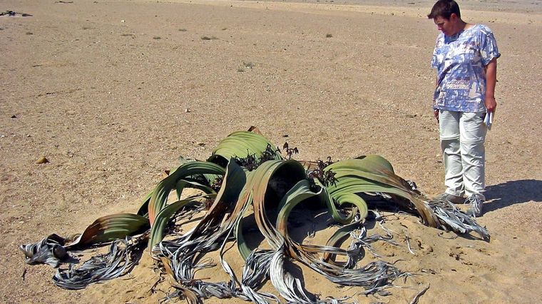 Las plantas más grandes alcanzan los 3.000 años de vida. Foto: Wikipedia.