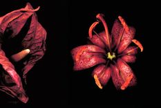 Foto: taschen.com / Edvard Koinberg