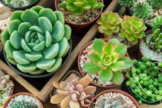 Las suculentas que necesitas para decorar tu casa (Shutterstock).