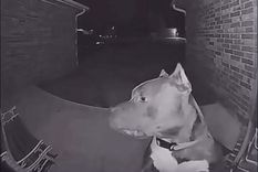 La cámara de seguridad registró el momento en el que el perro toca el timbre de la casa y espera a que le abran la puerta. Foto: Captura de video