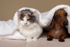 Acá te enterarás cuáles son los increíbles beneficios en nuestra salud al tener perro y/o gato como compañía Foto: Freepik