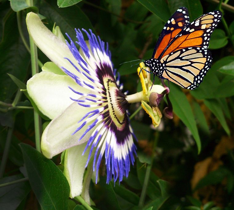 La flor pasionaria atrae a las mariposas. Foto: Domain picture