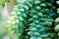 La Cola de Burro es una suculenta a la que le encanta el sol y la luz solar directa, que puede tentar a las mascotas curiosas a investigar, pero esta planta no les hará ningún daño si lo hacen. .