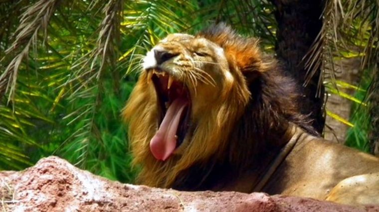 Uno de los leones del zoo de India. Foto: Goibibo.