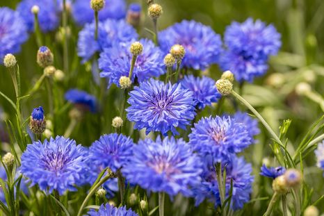 Esta planta es clave para solucionar diversos problemas de salud. Esta planta es clave para solucionar diversos problemas de salud.