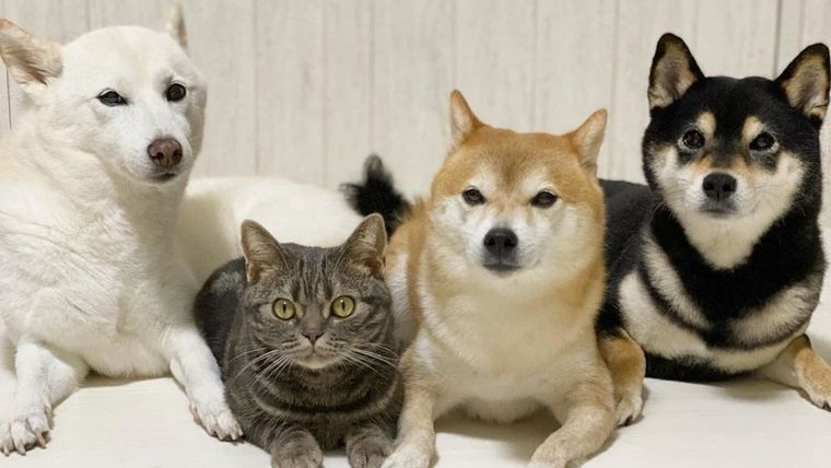 Gato, Perro, Kiki