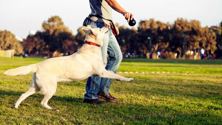 Perro, adiestramiento canino, obediente Foto: Freepik
