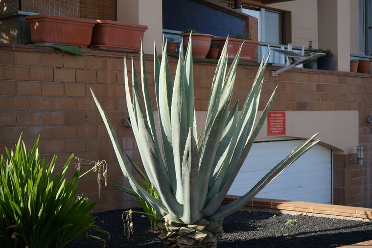 El agave es un planta que soporta heladas y calores. El agave es un planta que soporta heladas y calores. 