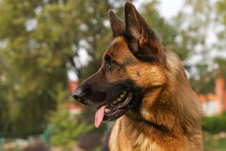 A raíz de varios casos de perros envenenados, los vecinos realizaron la denuncia que ya encuentra siendo investigada. A raíz de varios casos de perros envenenados, los vecinos realizaron la denuncia que ya encuentra siendo investigada.