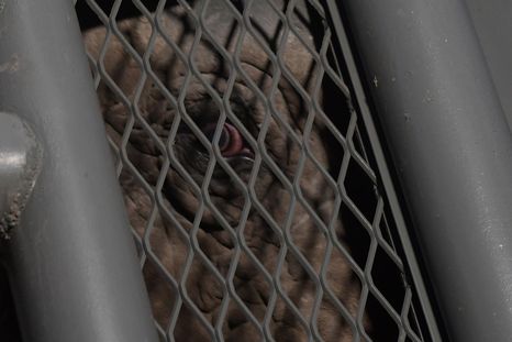 Kenya se despidió del Ecoparque. El viernes 4 de julio se fue a Brasil el último elefante en cautiverio de Argentina. Kenya se despidió del Ecoparque. El viernes 4 de julio se fue a Brasil el último elefante en cautiverio de Argentina.