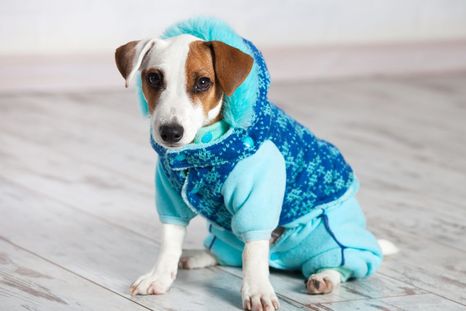 ¿Es necesario abrigar a un perro? Los especialistas aseguran que hay que tener en cuenta la necesidad primaria de cada mascota. ¿Es necesario abrigar a un perro? Los especialistas aseguran que hay que tener en cuenta la necesidad primaria de cada mascota.