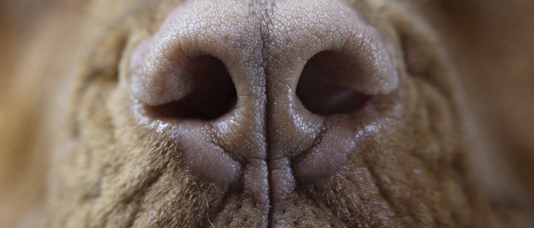 Debido a su peso, podemos considerar estas razas de perros como gigantes Foto: Shutterstock