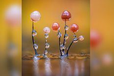 La imagent de Barry Webb "Relucientes mohos deslizantes" fue galardonada por el público en la categoría Macro de los Nuevos Premios de Fotografía Científica 2025.