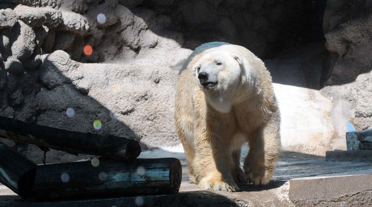 Foto: Nacho Gaffuri / MDZ