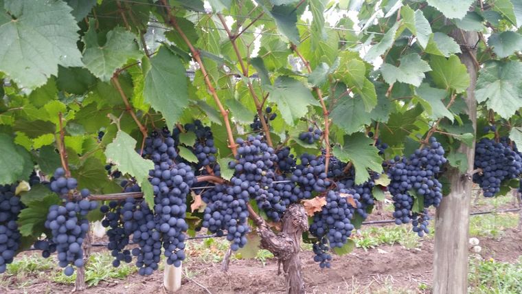 Uvas de Pampa El Cepillo.