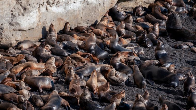 Lobos marinos Colonia en las costas del Mar Argentino Foto: Shutterstock Lobos marinos Colonia en las costas del Mar Argentino Foto: Shutterstock