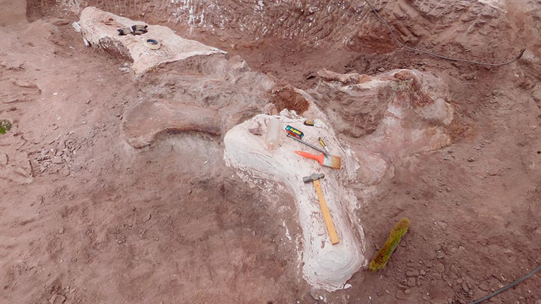 Hace dos años pudo finalizarse el traslado a un museo ubicado en Rincón de los Sauces Hace dos años pudo finalizarse el traslado a un museo ubicado en Rincón de los Sauces