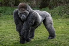 lo malo: gorilas y kukas. lo bueno: poder superar esos calificativos