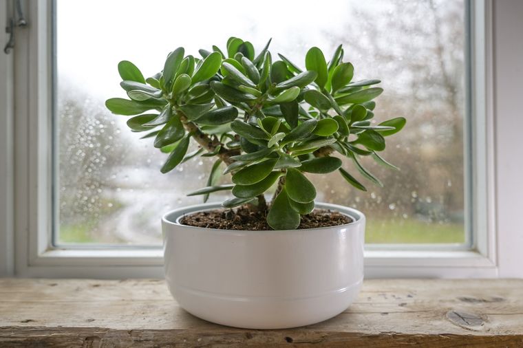 La planta de jade Foto: Fuente: Shutterstock La planta de jade Foto: Fuente: Shutterstock