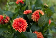 Dalia Una de las plantas de origen mexicano para tu jardín Foto: Shutterstock