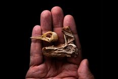 El descubrimiento del cráneo de un ave que proporciona datos claves sobre la evolución de las aves se convirtió en la tapa de la prestigiosa revista Nature. Foto: Fotografía de Stephani Abramowicz (NHM-Los Angeles) / Conicet