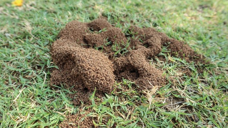 Cómo alejar las hormigas del jardín con trucos caseros. Foto: Shutterstock