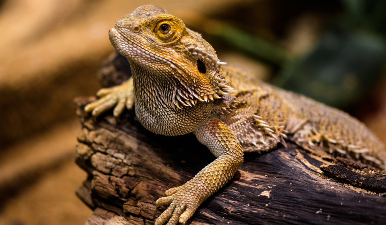 Cada 14 de agosto se celebra el Día Mundial del Lagarto.