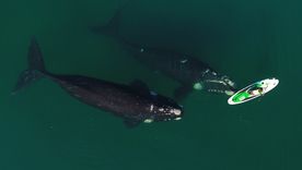 Las ballenas llegan hasta las costas de Puerto Madryn y regalan un espectáculo único en el mundo Foto: Maxi Jonas