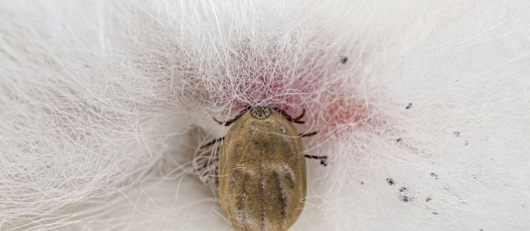 Las garrapatas suelen encontrarse en el jardín, precisamente en el pasto Foto: Shutterstock