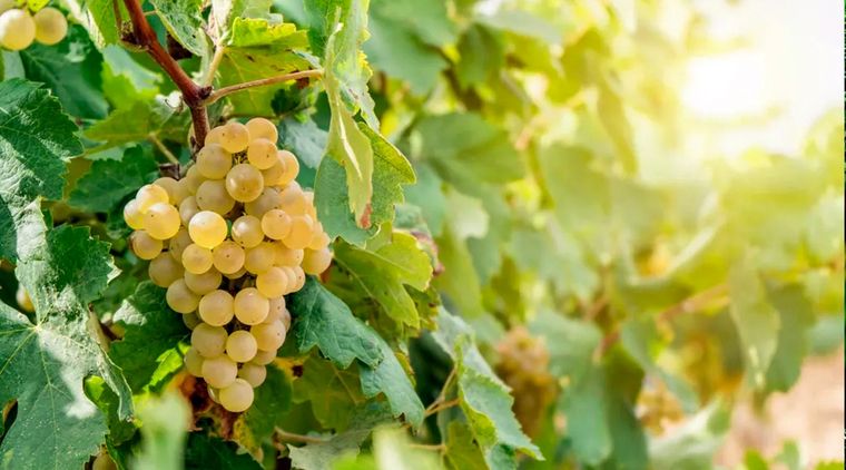 Foto: homesandgardens.com/