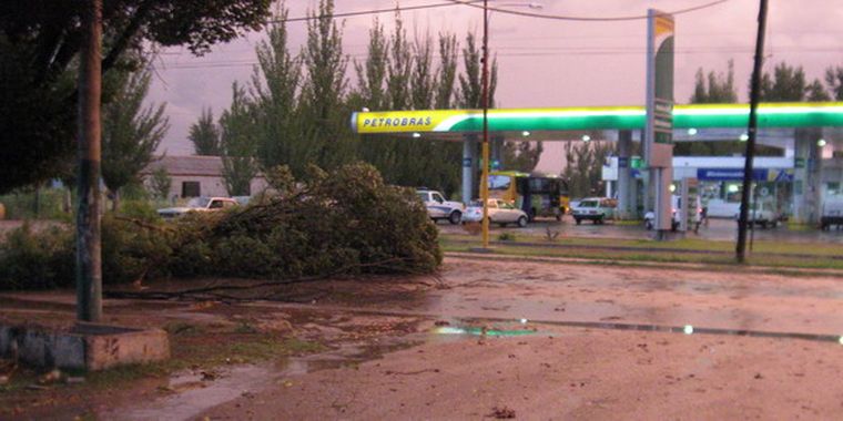 Árboles caídos por la tormenta de ayer en Tunuyán.