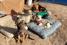 El refugio Ángeles de Cuatro Patas logró reunir los fondos para pagar su millonaria deuda.