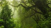 La lucha contra la deforestación está impulsando fuerte el mercado de créditos de carbono a nivel global y Argentina está en la línea de largada por el desarrollo de su industria forestal. Foto: concepto.de