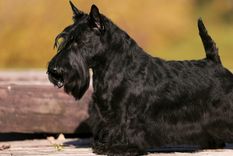 El terrier escocés es una de las razas más bigotudas Foto: Shutterstock