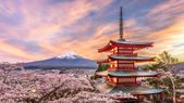 Los turistas buscan las fotos "perfectas" en la temporada de florecimiento de cerezos en Japón. Los turistas buscan las fotos "perfectas" en la temporada de florecimiento de cerezos en Japón.