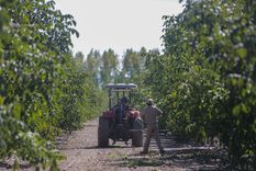 Cosecha de nueces. Foto: QNUTS