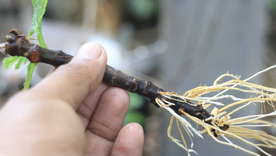 Cómo reproducir tus plantas preferidas. Foto: Shutterstock