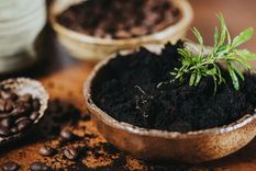 Los posos de café son el producto de desecho de la preparación del café. También se lo conoce como  borra de café. Foto: guadarrama.coffee