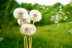 Diente de león, una planta que esconde muchos secretos Foto: Adobe stock
