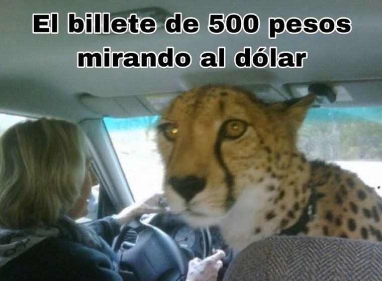 Uno de los memes más particulares del dólar a casi $500.