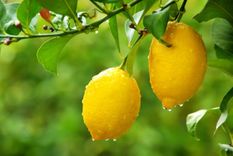 Ten los mejores frutos con este abono casero. Foto: Shutterstock