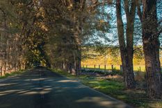 Este imperdible camino enamora a los turistas Foto: Municipalidad de Tunuyán