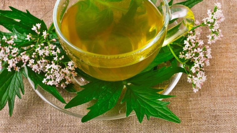 El té de valeriana ayuda a combatir el insomnio. El té de valeriana ayuda a combatir el insomnio.