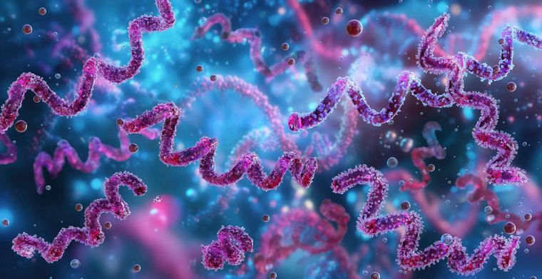 La bacteria treponema pallidum es la causante de la sífilis, una infección de transmisión sexual cuyos casos han aumentado de forma sostenida en Europa en la última década.