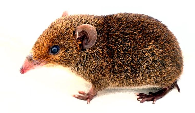 Ejemplar de Hylomys Peguensis; ahora, hay cinco nuevas especies de erizos de pelaje suave. Foto: Efe.